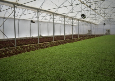 Greenhouse Research Center of Beynak